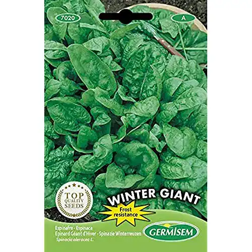 Spinat-Samen Germisem Spinat WINTER GIANT, mehrfarbig