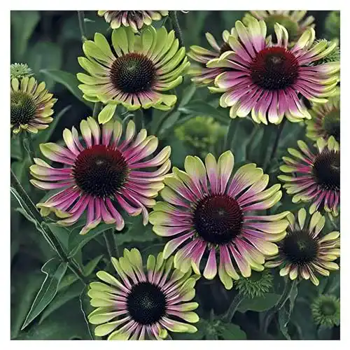Echinacea-Pflanze Stauden Gänge 1 x ‘Green Twister’