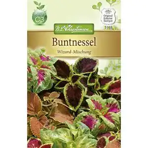 Buntnessel-Samen Chrestensen Buntnessel ‘Wizard-Mischung’