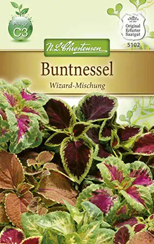 Buntnessel-Samen Chrestensen Buntnessel ‘Wizard-Mischung’