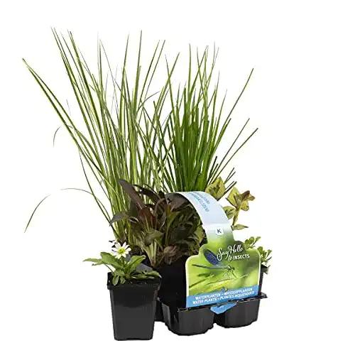 Wasserpflanze Bloomique 6x insektenfreundlicher Mix