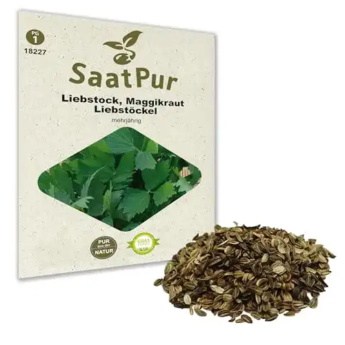 Liebstöckel-Samen SaatPur Liebstöckel Samen, für ca. 80 Pflanzen