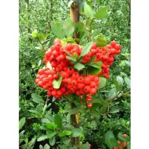 Feuerdorn Plantenwelt Pyracantha Red Column 80 cm hoch