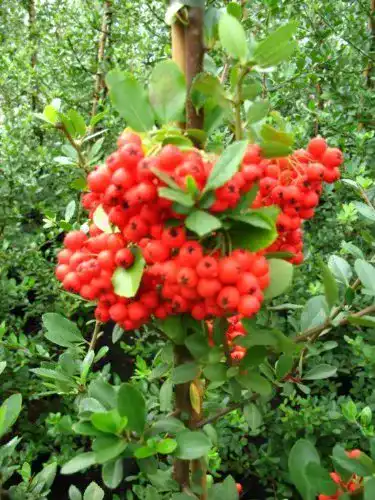 Feuerdorn Plantenwelt Pyracantha Red Column 80 cm hoch