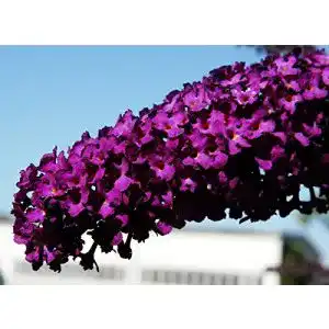 Sommerflieder floranza.de Schmetterlingsflieder rote Blüte