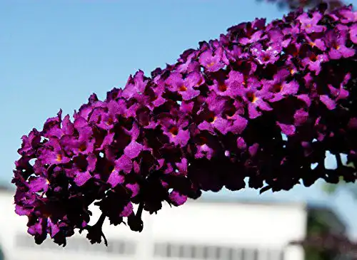 Sommerflieder floranza.de Schmetterlingsflieder rote Blüte