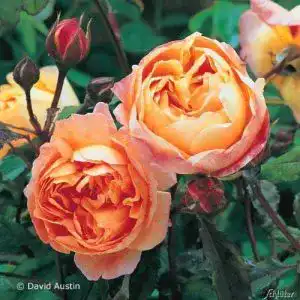 Englische Rosen Garten Schlüter ‘Lady Emma Hamilton®’
