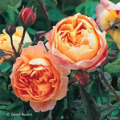 Englische Rosen Garten Schlüter ‘Lady Emma Hamilton®’