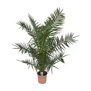 Dattelpalme Blumen Senf Kanarische 130-150 cm Phönixpalme