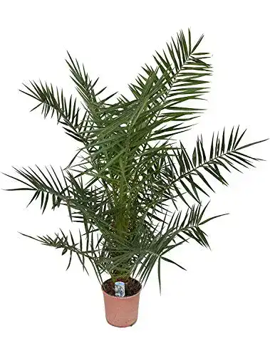 Dattelpalme Blumen Senf Kanarische 130-150 cm Phönixpalme