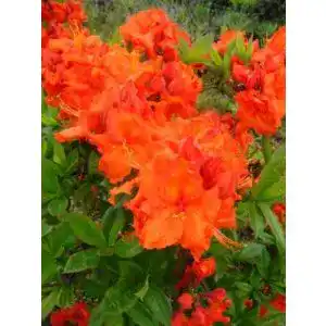 Rhododendron Rot Plantenwelt kupferrot blühende Garten Azalee