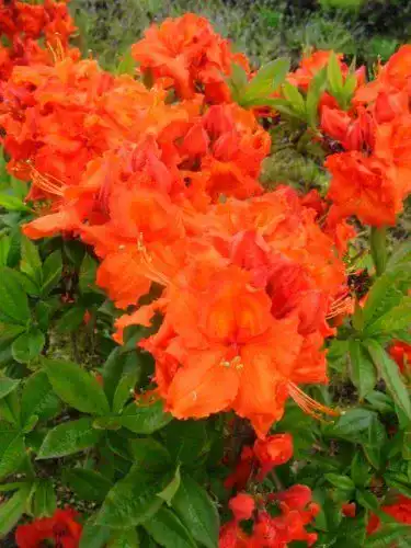 Rhododendron (orange) Plantenwelt kupferrot blühend