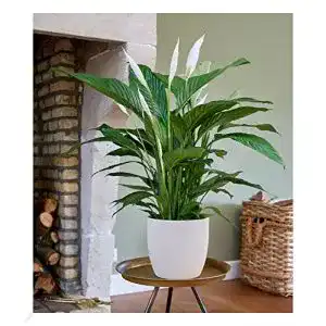 Einblatt BALDUR Garten Spathiphyllum im 55-65 cm hoch
