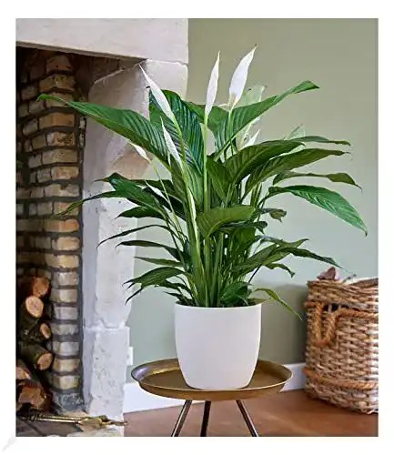 Einblatt BALDUR Garten Spathiphyllum im 55-65 cm hoch