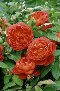 Englische Rosen Rosen Union Englische Rose ‘Benjamin Britten’