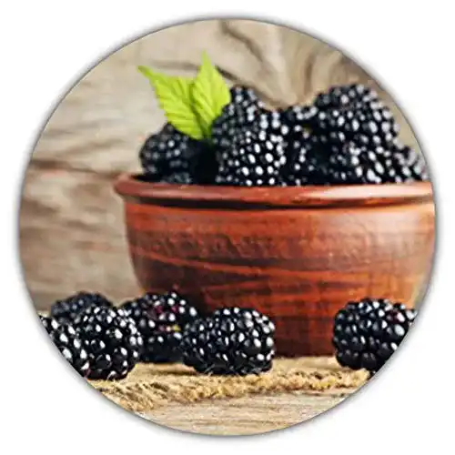 Beeren-Samen Samenquelle.de Riesen Brombeeren, ca. 50 Samen