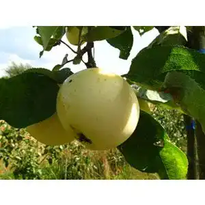 Weißer Klarapfel PlantaPro Apfelbaum, alte Sorte gelb, im Topf