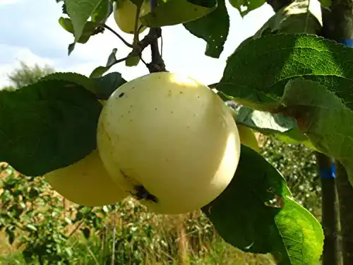 Weißer Klarapfel PlantaPro Apfelbaum, alte Sorte gelb, im Topf