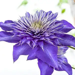 Clematis-Pflanzen Pflanzen Für Dich Clematis Multi Blue 40-60cm