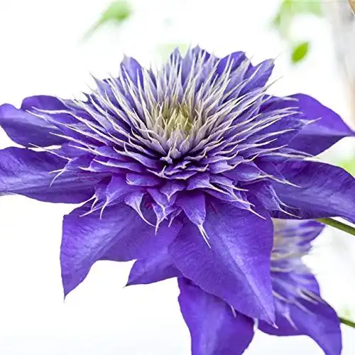 Clematis-Pflanzen Pflanzen Für Dich Clematis Multi Blue 40-60cm