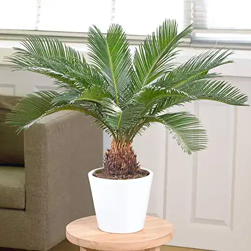 Cycas-Palme GardenersDream Cycas Revoluta, Sagopalmfarn