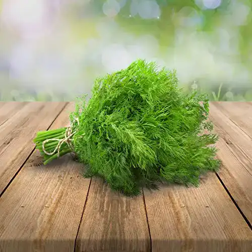 Dill-Samen prademir Dill mehrjährig 250 x Samen
