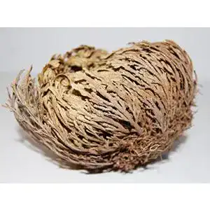 Rose von Jericho AMAHOFF 3 Stück Selaginella lepidophylla