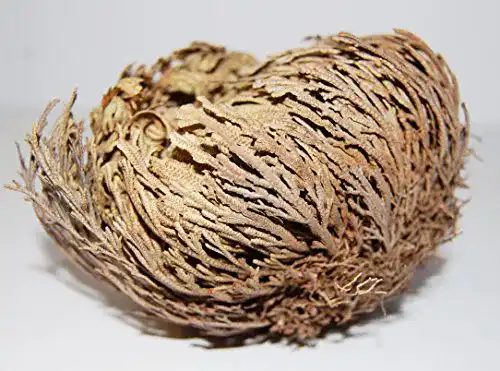 Rose von Jericho AMAHOFF 3 Stück Selaginella lepidophylla