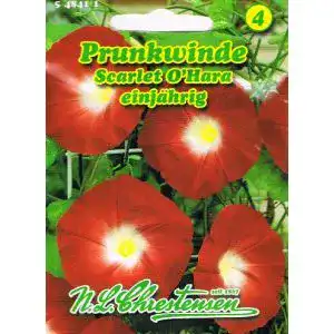 Prunkwinde-Samen Chrestensen Prunkwinde ‘Scarlet O` Hara’