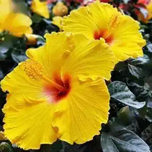Hibiskus-Samen Flower field Story 20 Stück mehrjährige Riesen