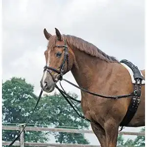 Zügel Busse Dreiecks BASIC, schwarz/NP, Pony