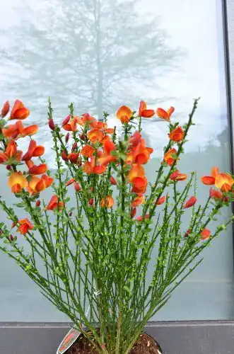 Ginster Plantenwelt Wiesmoor gelbrot Cytisus scoparius Lena