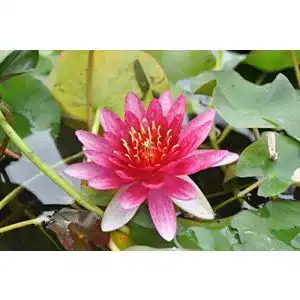 Zwergseerosen WFW wasserflora Rote Zwerg-Seerose