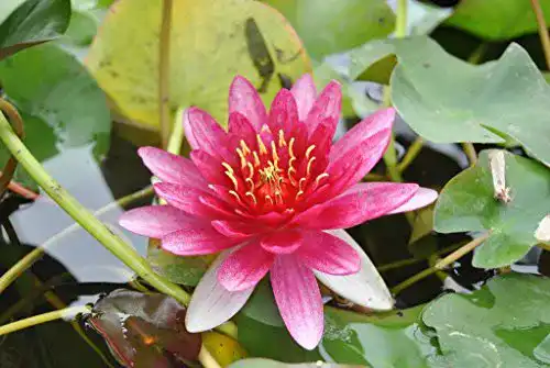 Zwergseerosen WFW wasserflora Rote Zwerg-Seerose