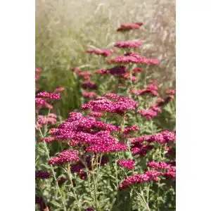 Schafgarbe-Samen Seedeo Rote Schafgarbe, Cerise Queen