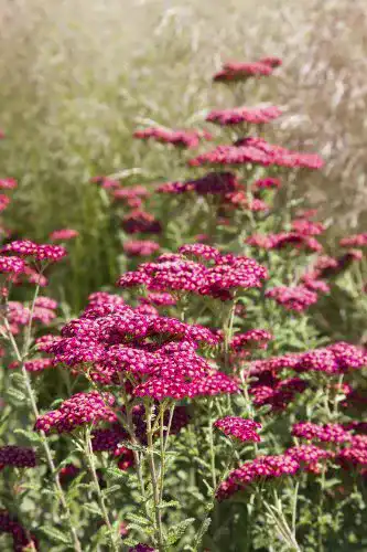 Schafgarbe-Samen Seedeo Rote Schafgarbe, Cerise Queen