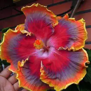 Hibiskus-Samen SVI 10 Rare Rot Orange Lila Hibiskus Samen