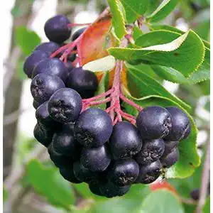 Aroniabeeren-Pflanze Garten Schlüter Dänische Apfelbeere ‘Aron’