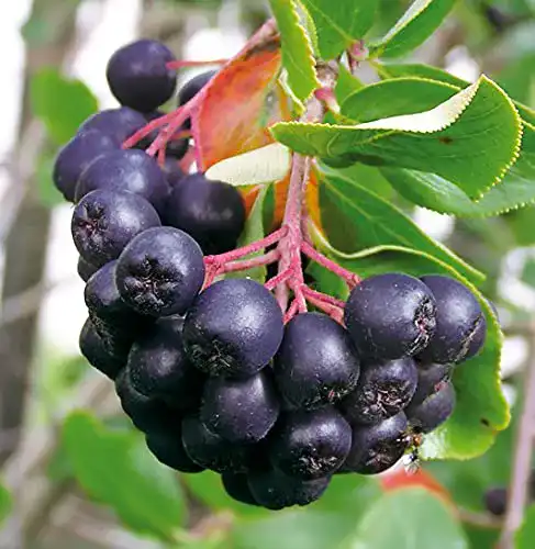 Aroniabeeren-Pflanze Garten Schlüter Dänische Apfelbeere ‘Aron’