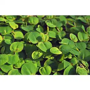 Wolfsmilch WFW wasserflora Schwimmend, Phyllanthus fluitans
