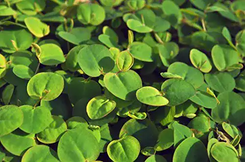 Wolfsmilch WFW wasserflora Schwimmend, Phyllanthus fluitans