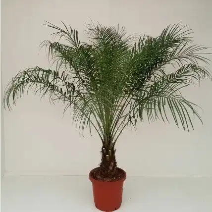 Zwergdattelpalme PalmenLager.de Phoenix Roebelenii, 90-100 cm
