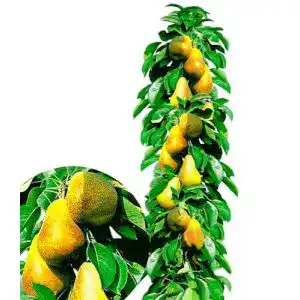 Birnenbaum BALDUR Garten Säulen-Birnen ‘Obelisk®’