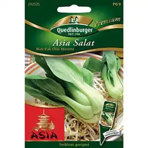 Pak-Choi-Samen Quedlinburger Pak Choi, Mini Misome