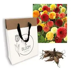 Dahlien-Knollen PLANT & BLOOM LIFESTYLE Lovely Combi