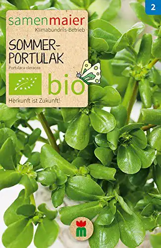 Portulak-Samen Samen Maier 738 Sommer-Portulak