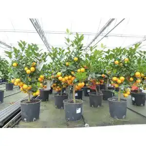Orangenbaum gruenwaren jakubik Calamondin Stamm Busch