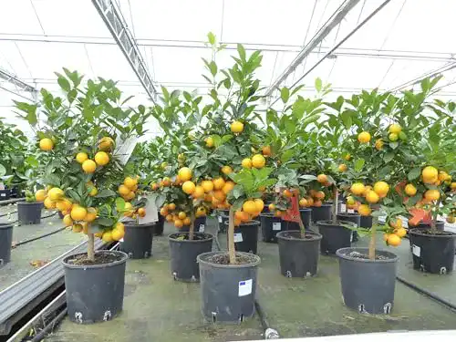 Orangenbaum gruenwaren jakubik Calamondin Stamm Busch