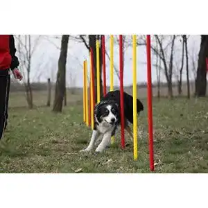 Slalomstange Wuzzmann Agility-ÜBUNGS-Slalom-Set