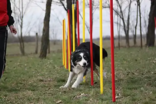 Slalomstange Wuzzmann Agility-ÜBUNGS-Slalom-Set